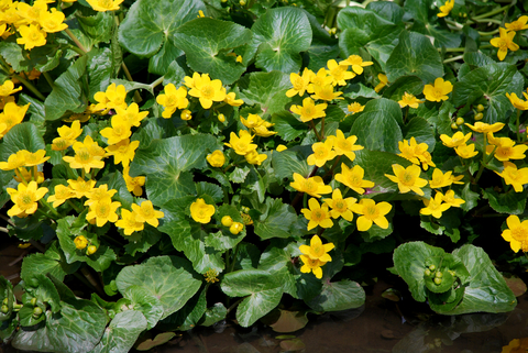 Marsh marigold deals